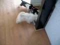 videos de Puppies