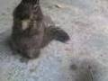 un kuinike obeso que parece ardilla