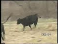 Carro cattledog 4