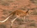 Animal Olympians: Triple Jump Animal Olympians: Triple Jump