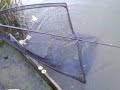 7lb common (number 2)