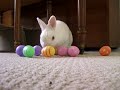 Little Easter Bunnies