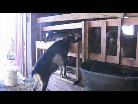 An Early Winter Walk around Beekman1802 Farm