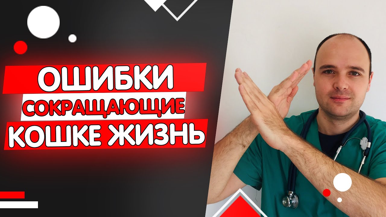 4 Ошибки Сокращающие Жизнь Вашей Кошки