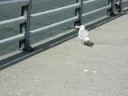 Sea Gull Eating