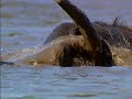 Wildcast Diaries: Elephants at play
