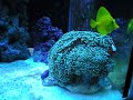 Clownfish hosting to hammer coral