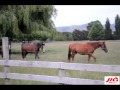 Chan Brothers Travel - 883Jia FM LIVE Broadcast from New Zealand (Farmstay at Matamata)
