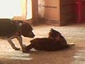 CRAZY ANIMAL LOVE