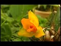 vivero las orquideas  2  of 2 