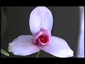 Vivero \"Las Orquideas\" (2. of 2)