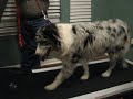 Dixie on Treadmill.avi