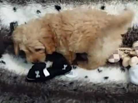 SOFT AND FLUFFY MINI GOLDENDOODLE FEMALE