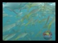 Sombrero Lighthouse Snorkeling in Florida Keys