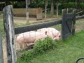 hike to the pig farm at Capon Springs