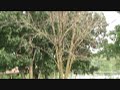 Destruction of the Woods and Windbreaks in Ohio