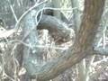 videos de things to avoid in the woods!