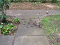Apartment Ducks