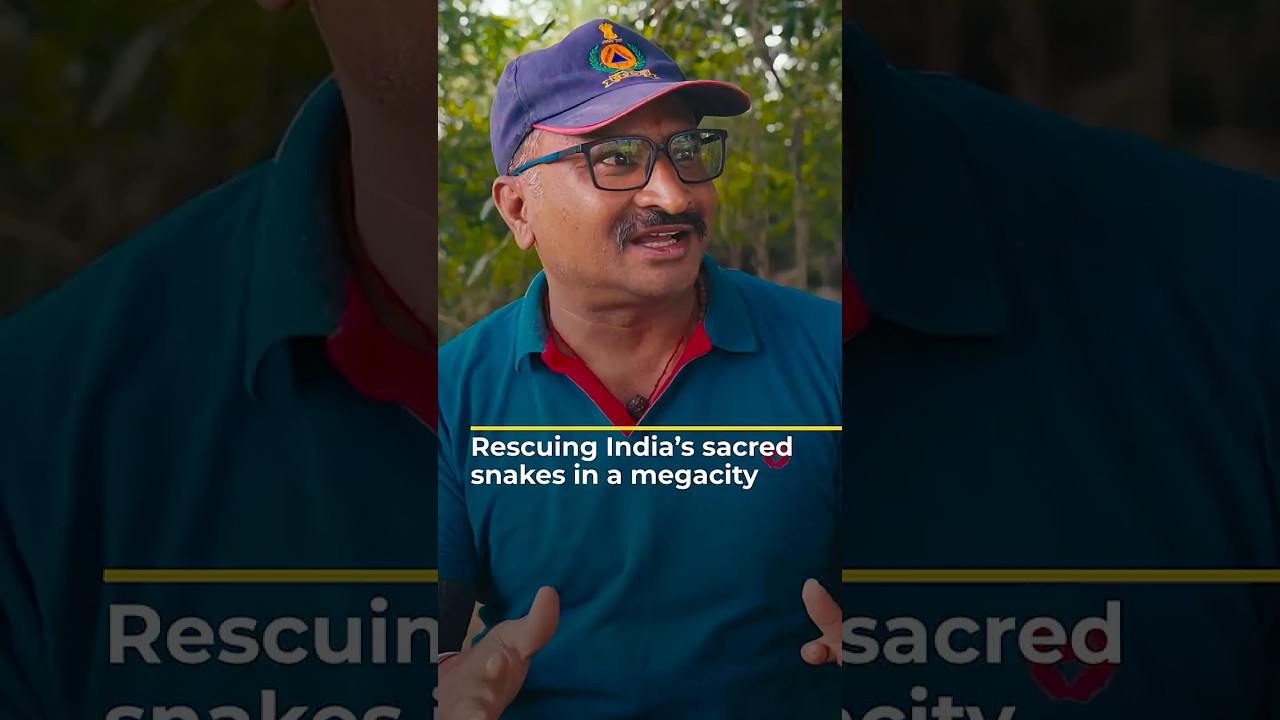 Rescuing India’s sacred snakes in a megacity | 101 East #shorts