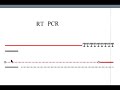 BC on Autism 17: A Primer on PCR