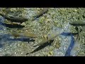 Hatchery 1