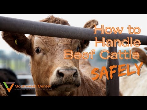 Cattle