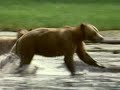 Nature Collection 34 - Great Bear Rainforest 2of5 - 2001
