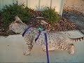Ocicat on a leash