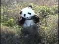 Animatronic Panda
