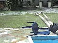 picina 3