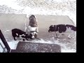 dogs sharin