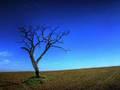 Timoria - Albero