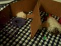 TEDDY BEAR HAMSTERS & TEXEL GUINEA PIG EXPLORE THEIR NEW PLAY YARD