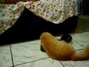 Gato e Sapato