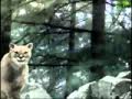 Wolf vs. Cougar