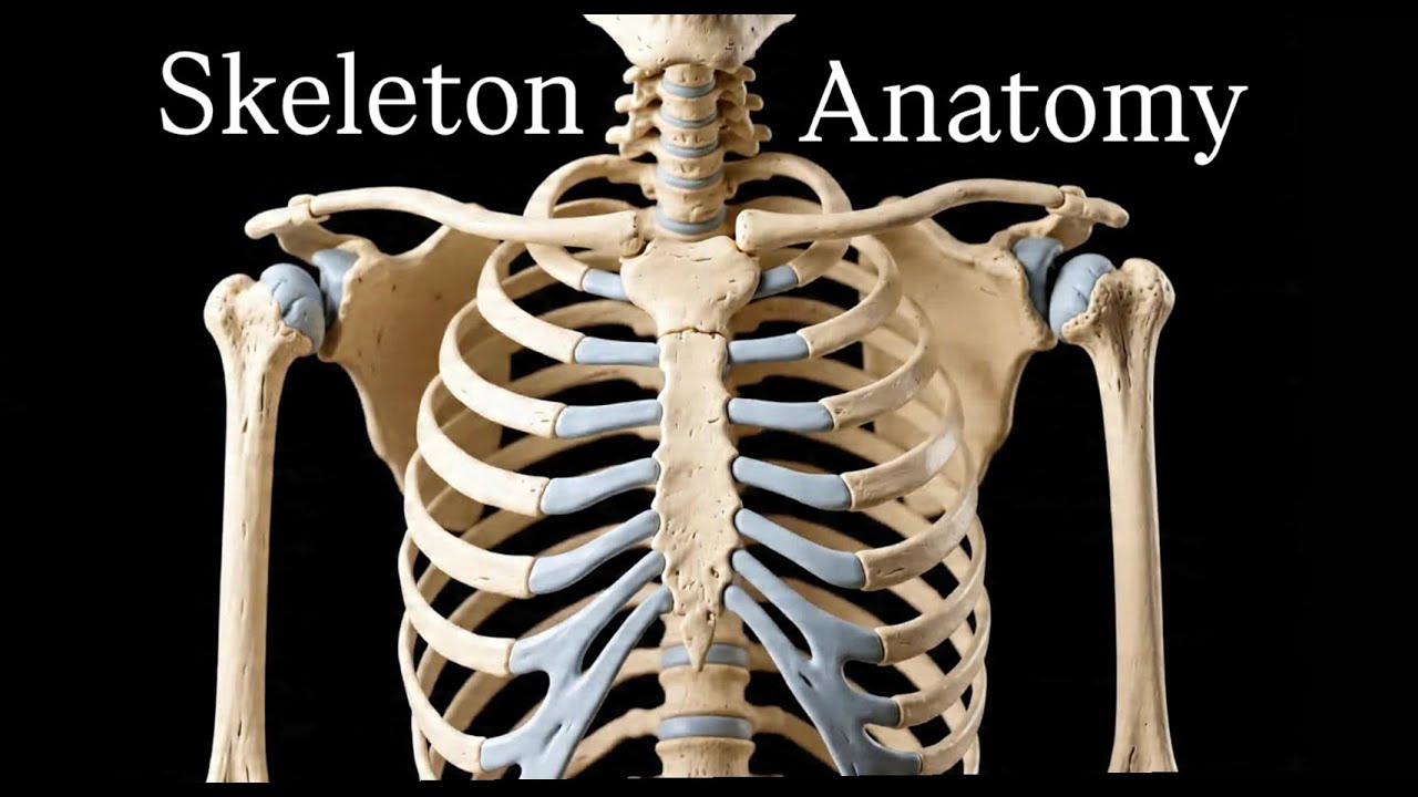 Skeleton Bones Anatomy |All skeleton bones in one video| #anatomy #mbbs #bones #aiimsdelhi #medical