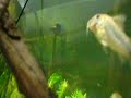 Rare Corydoras  ????? Geoffrey Spitzkopfpanzerwels Aspidoras C125 Crazy Big Wave Surfing