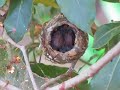 baby humming birds sleeping in the nest