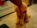 Autzen eating peanut butter!