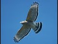Red Shoulder Hawk & Wild Birds Sing