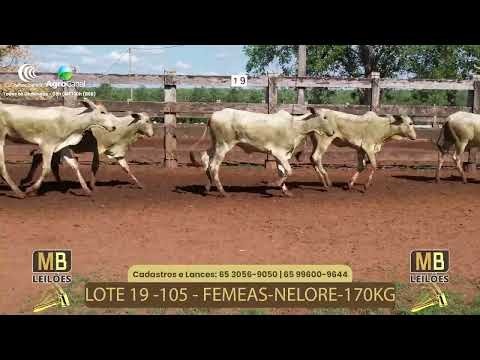 521� LEIL�O VIRTUAL MB LEIL�ES