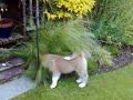 Maya Our Puppy  Japanese   Akita  Playing