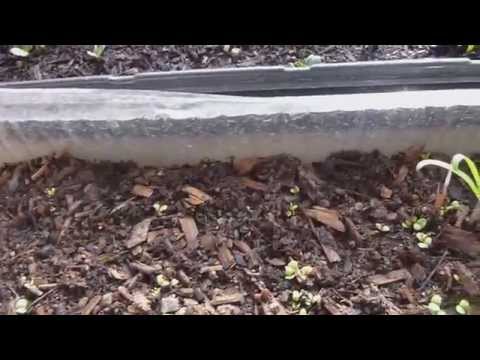 how to transplant spinach