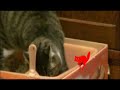 にゃんとも勘違い♪ filmo cmコンテスト 「ツネオテレビ」