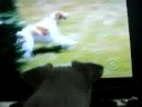 White Dog Watches TV Part 2 White Dog Watches TV Part 2