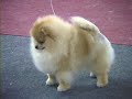 multi bis pomeranian fron lenette kennel to triumph's. thanks ken to breed this realy nice boy. and thanks the expert judge sra. maria da gloria romero .