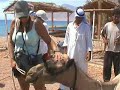 Kamelen school in Nuweiba