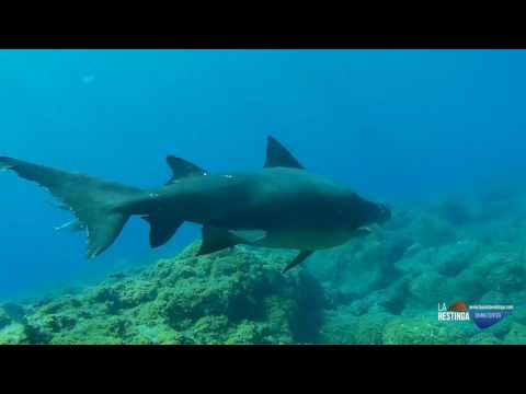 TIBURÓN SOLRAYO Y MANTAS EN EL HIERRO 2016
