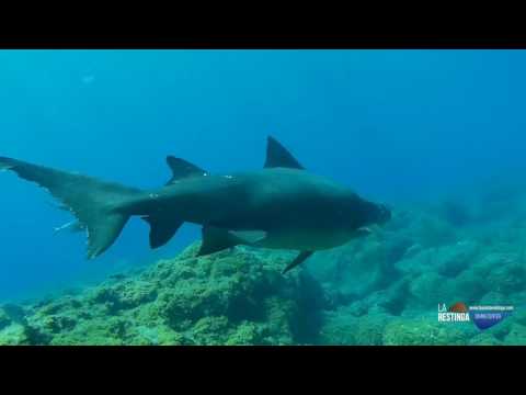 TIBURÓN SOLRAYO Y MANTAS EN EL HIERRO 2016