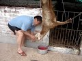 masacre de chivos masacre de chivos